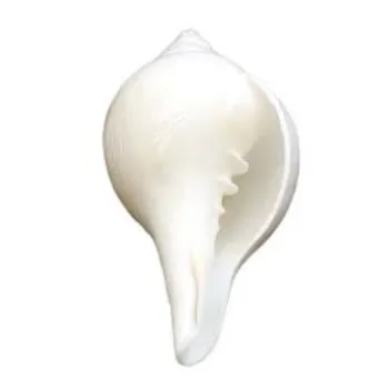White Shankh 